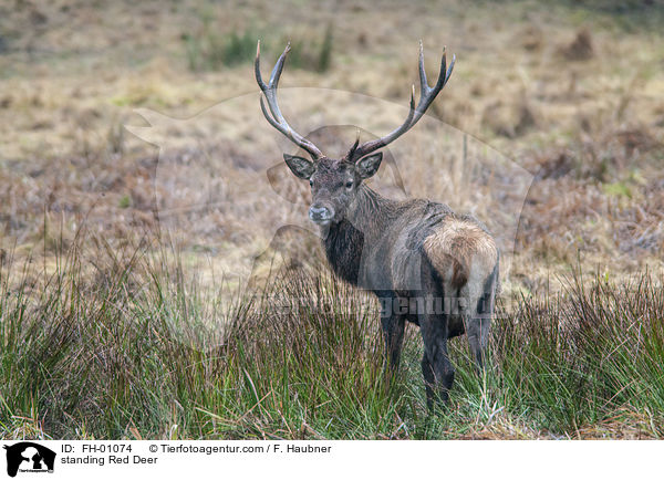 stehender Rothirsch / standing Red Deer / FH-01074