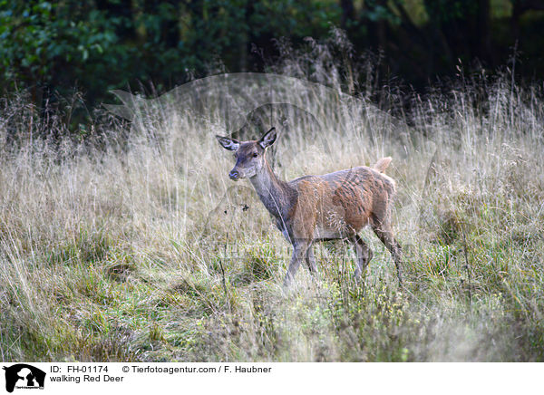 laufendes Rotwild / walking Red Deer / FH-01174