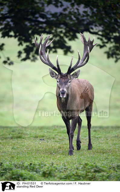 stehender Rothirsch / standing Red Deer / FH-01531