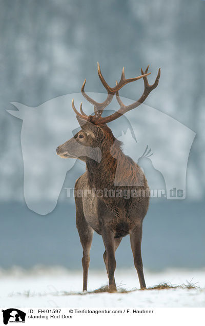 stehender Rothirsch / standing Red Deer / FH-01597