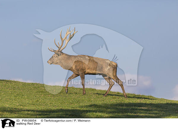 laufendes Rotwild / walking Red Deer / PW-08854