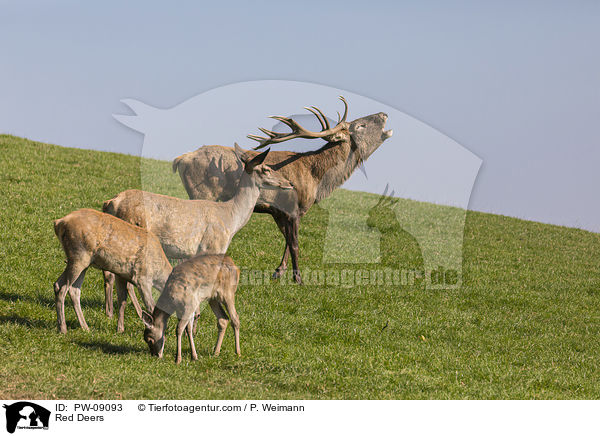 Rotwild / Red Deers / PW-09093