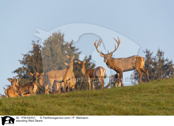 stehendes Rotwild / standing Red Deers / PW-09301