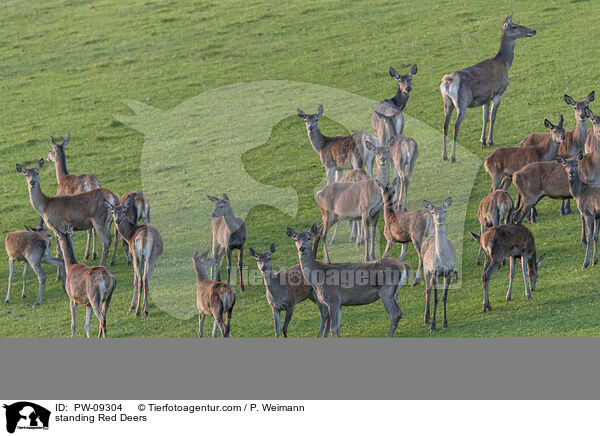 stehendes Rotwild / standing Red Deers / PW-09304