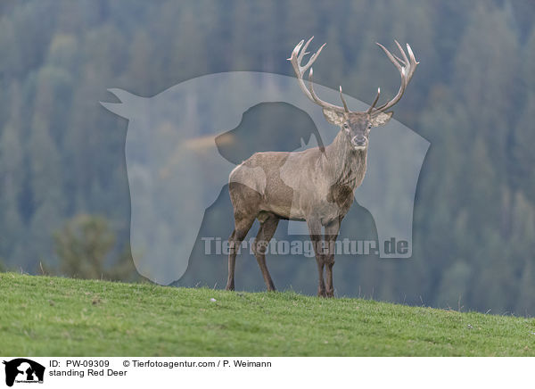 stehendes Rotwild / standing Red Deer / PW-09309