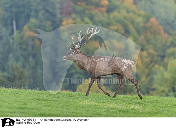 laufendes Rotwild / walking Red Deer / PW-09311