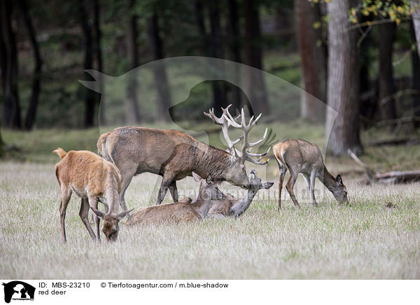 Rotwild / red deer / MBS-23210
