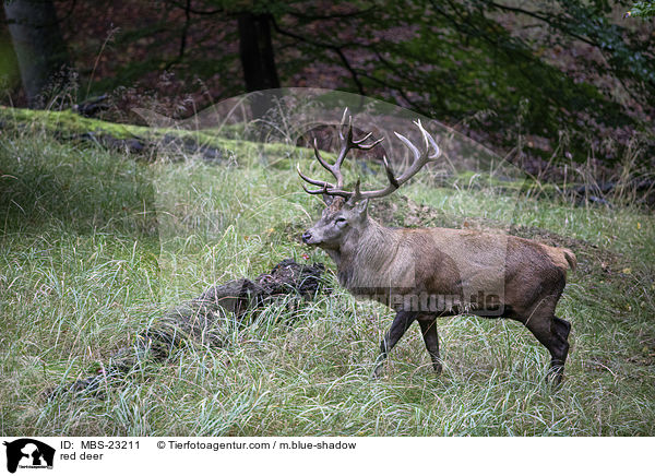 Rotwild / red deer / MBS-23211