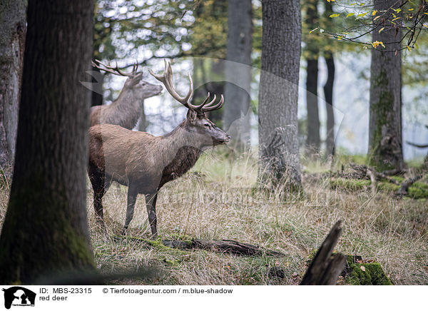Rotwild / red deer / MBS-23315