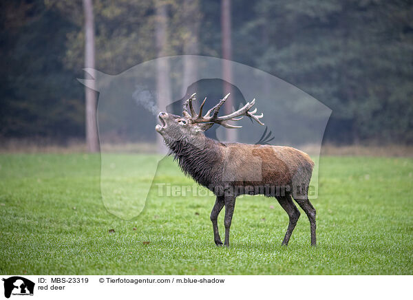 Rotwild / red deer / MBS-23319
