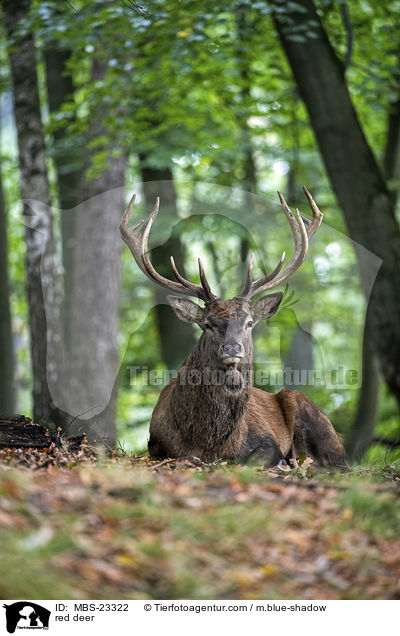 Rotwild / red deer / MBS-23322