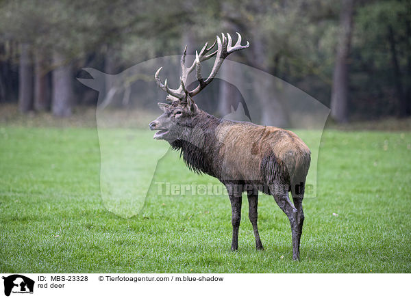 Rotwild / red deer / MBS-23328