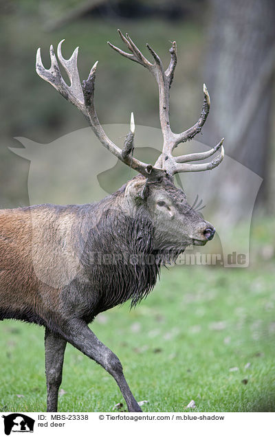 Rotwild / red deer / MBS-23338