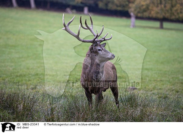 Rotwild / red deer / MBS-23341