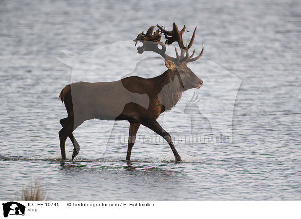 Hirschbock / stag / FF-10745