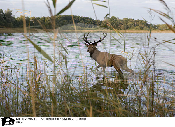 Hirschbock / Stag / THA-08041