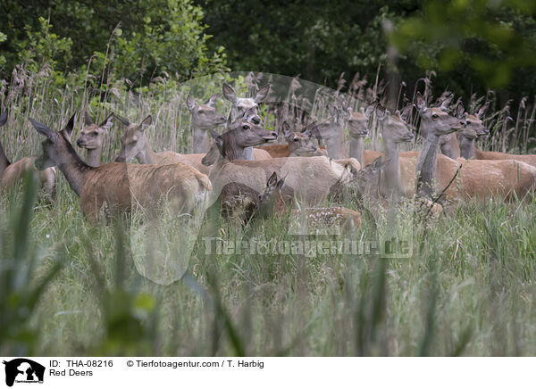 Rotwild / Red Deers / THA-08216