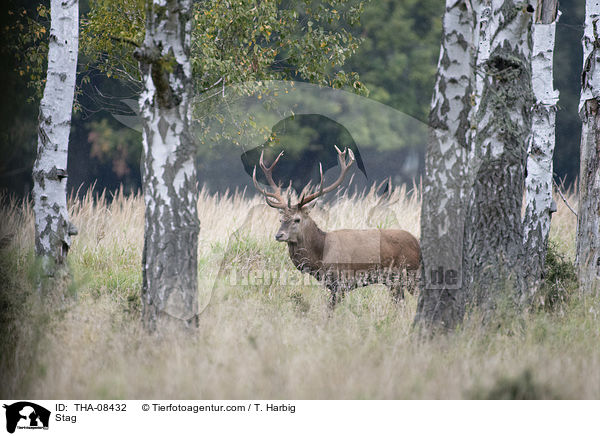 Hirschbock / Stag / THA-08432