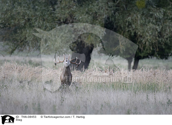 Hirschbock / Stag / THA-08453