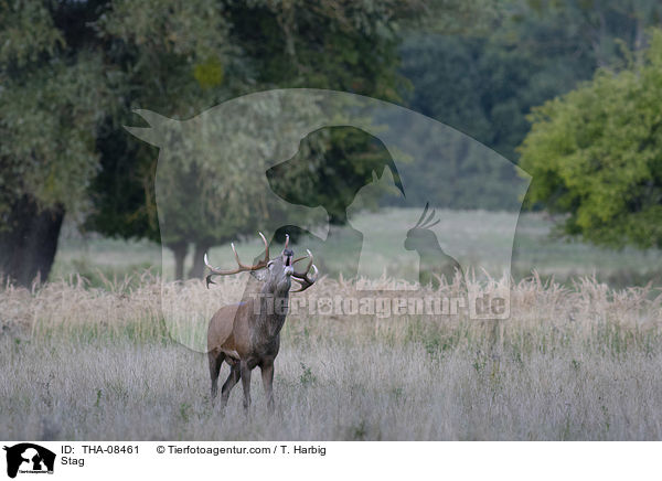 Hirschbock / Stag / THA-08461