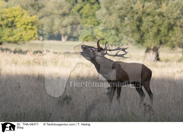 Hirschbock / Stag / THA-08471