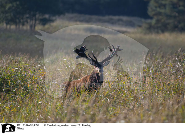 Hirschbock / Stag / THA-08476