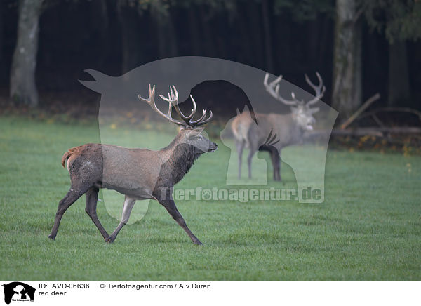 Rotwild / red deer / AVD-06636