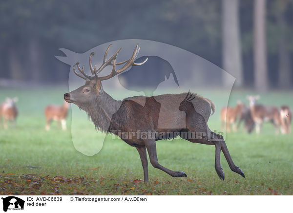 Rotwild / red deer / AVD-06639