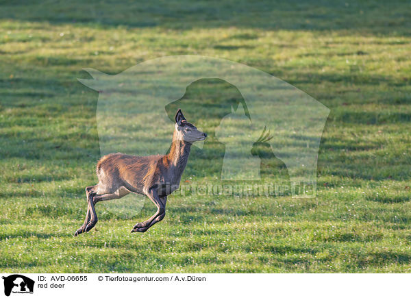 Rotwild / red deer / AVD-06655