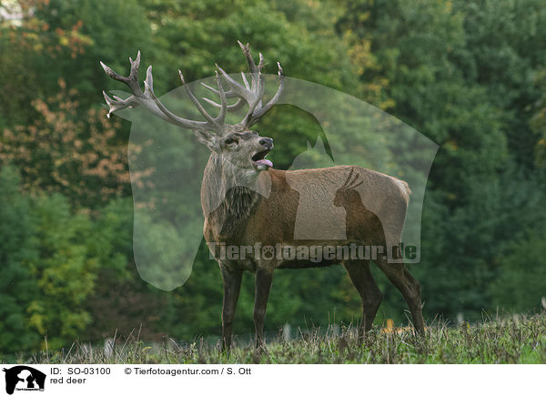 Rothirsch / red deer / SO-03100