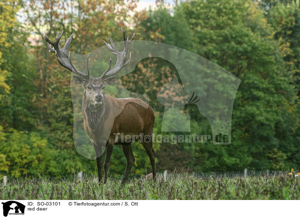 Rothirsch / red deer / SO-03101