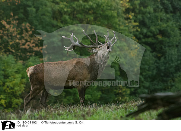 Rothirsch / red deer / SO-03102