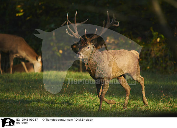 Rotwild / red deer / DMS-09287