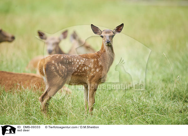 Rotwild / red deer / DMS-09333