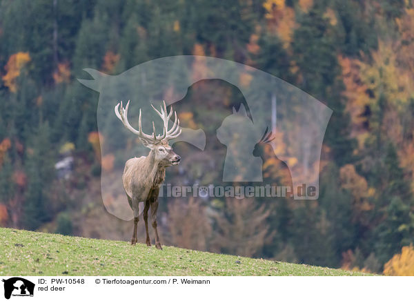 Rotwild / red deer / PW-10548