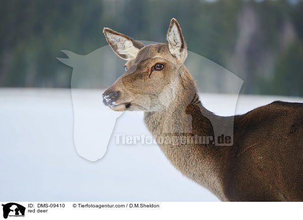 Rotwild / red deer / DMS-09410