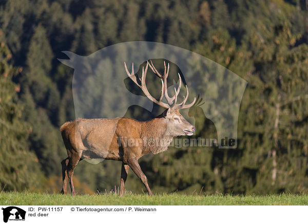 Rothirsch / red deer / PW-11157
