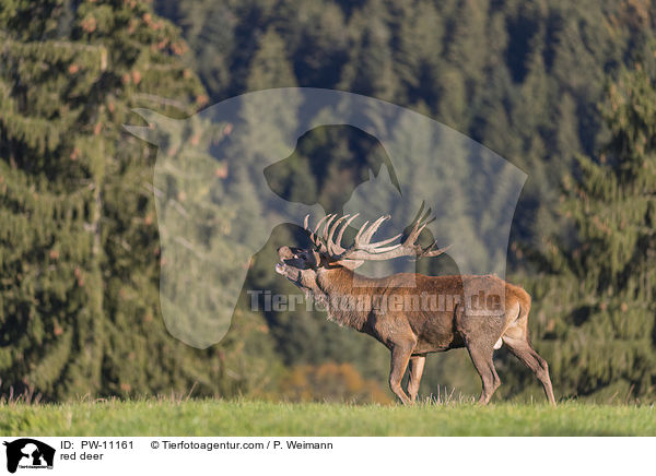 Rothirsch / red deer / PW-11161