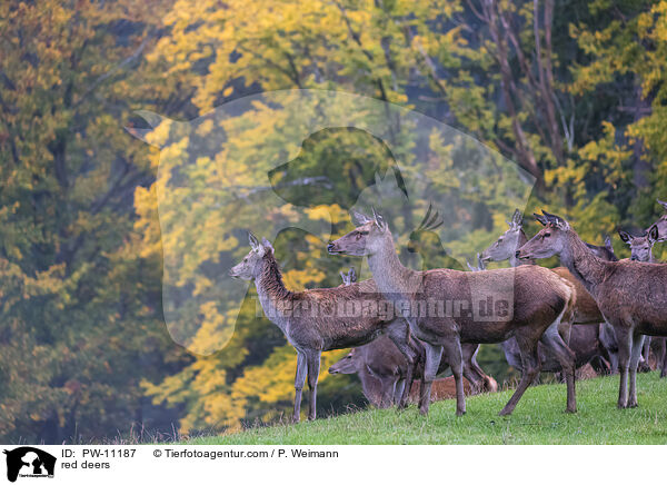 Rothirsche / red deers / PW-11187