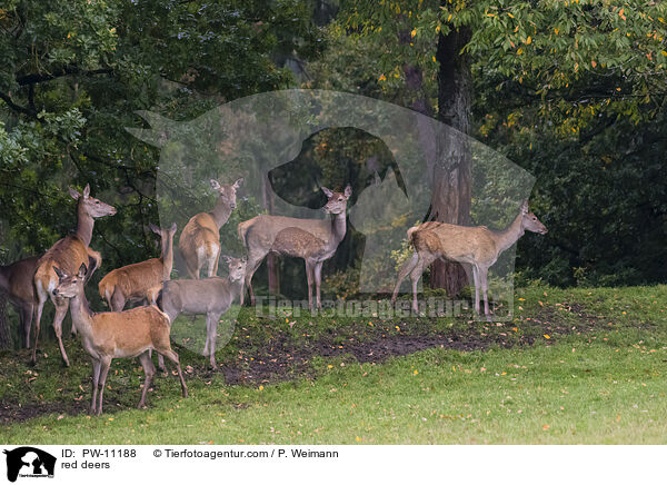 Rothirsche / red deers / PW-11188