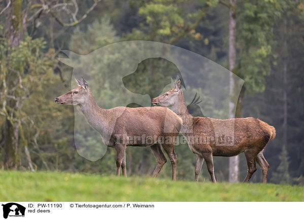 Rothirsche / red deers / PW-11190