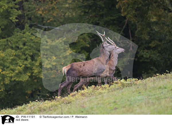 Rothirsche / red deers / PW-11191