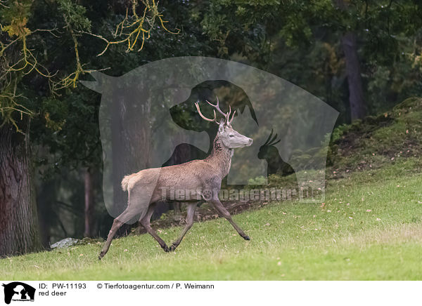 Rothirsch / red deer / PW-11193