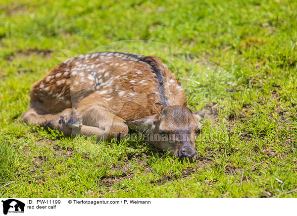 Rothirsch Kalb / red deer calf / PW-11199