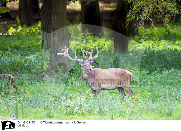 Rotwild / red deer / IG-03156