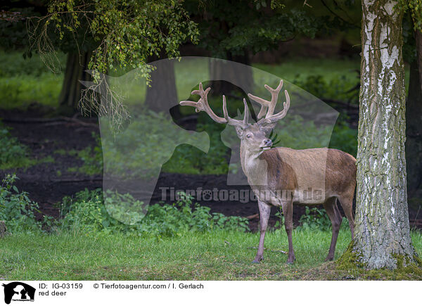 Rotwild / red deer / IG-03159