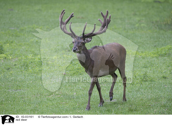 Rotwild / red deer / IG-03161