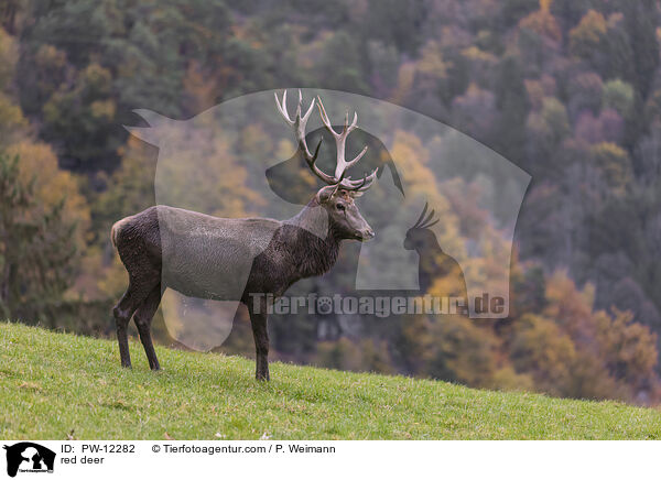 Rotwild / red deer / PW-12282