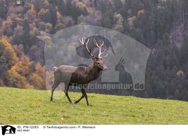 Rotwild / red deer / PW-12283