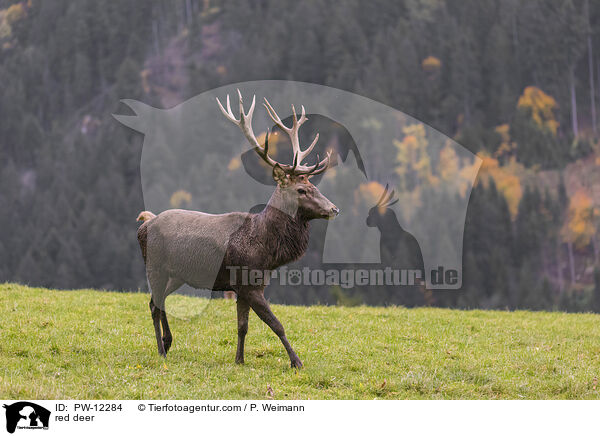 Rotwild / red deer / PW-12284